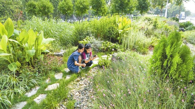 室内垂直绿化植物尺寸规格全解析**
