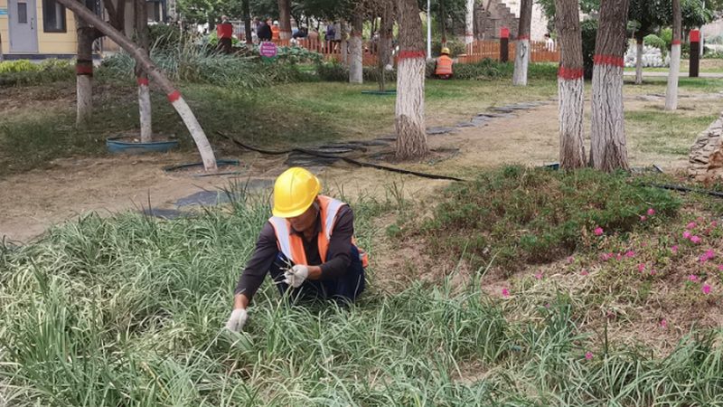 小区绿化验收：关键点与注意事项**