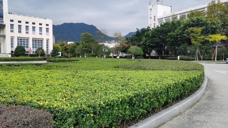 高羊茅草坪与黑麦草草坪：区别与选择要点